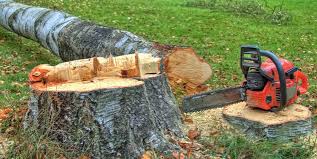 Best Tree Risk Assessment  in Kermit, TX